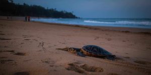 Turtle Nesting in Goa 2025 - xploregoa